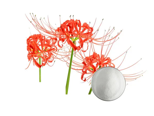 990,8% Galantamina Lycoris Radiata Extracto de Erva para Miastenia, Miopatia 0