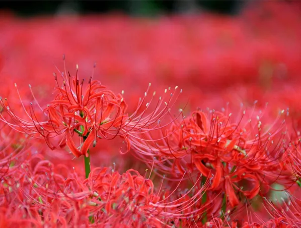 990,8% Galantamina Lycoris Radiata Extracto de Erva para Miastenia, Miopatia 1